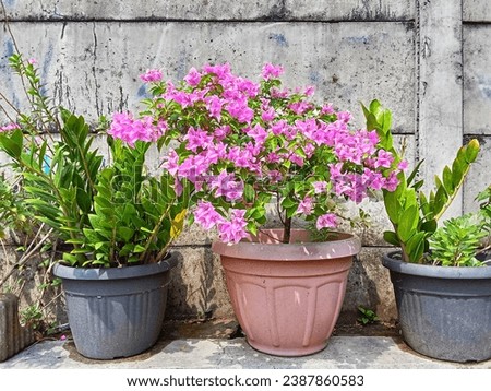 Pink Bougainvillea flower are very beautiful and elegant 