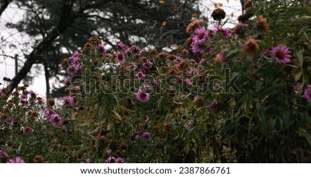 faded violet autumn garden flowers with the house in the background