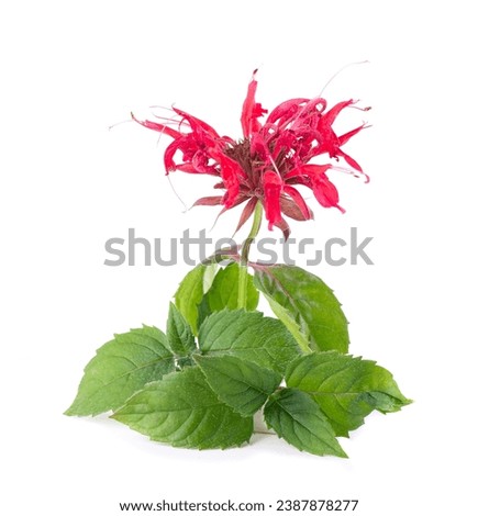 Bergamot flower with green leaves isolated on a white background. Monarda didyma flower. Oswego tea, scarlet beebalm. Royalty-Free Stock Photo #2387878277