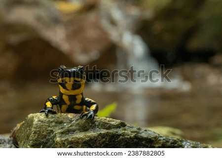 Fire Salamander with a small waterfall in the background. Fire Salamander in autumn colors. The fire salamander (Salamandra salamandra) is a common species of salamander found in Europe.