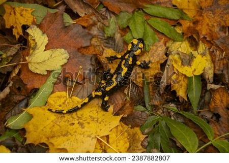Fire Salamander in autumn leaves. Fire Salamander in autumn colors. The fire salamander (Salamandra salamandra) is a common species of salamander found in Europe.