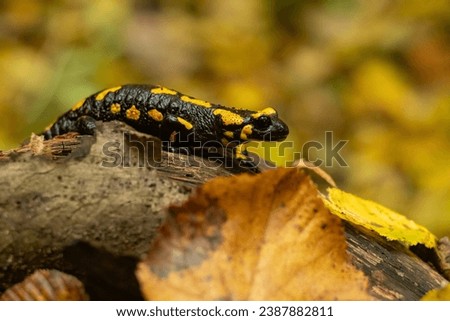 Fire Salamander in autumn colors. The fire salamander (Salamandra salamandra) is a common species of salamander found in Europe.