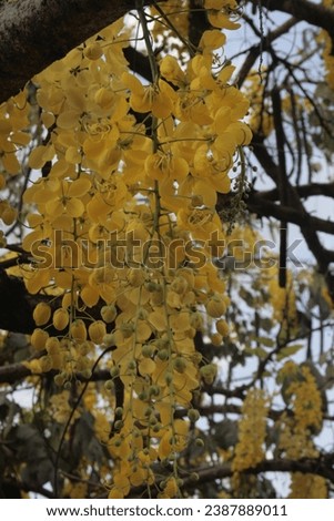 Cassia fistula, (Peltophorum dubium,ornamental tree,beautiful hanging clusters of yellow flowers.Golden shower, Royalty-Free Stock Photo #2387889011