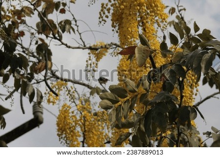 Cassia fistula, (Peltophorum dubium,ornamental tree,beautiful hanging clusters of yellow flowers.Golden shower, Royalty-Free Stock Photo #2387889013