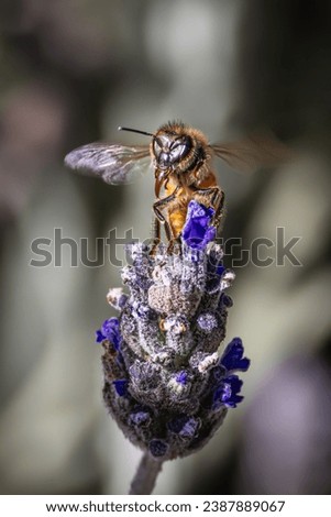 Bee Pollinating a Purple Flower with a Green Background Flying Bumble Bee Buzzing Near a Floral Stalk with Pollen in a Garden