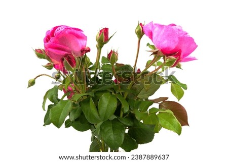 a bouquet of various red roses with green leaves in a vase, close up image