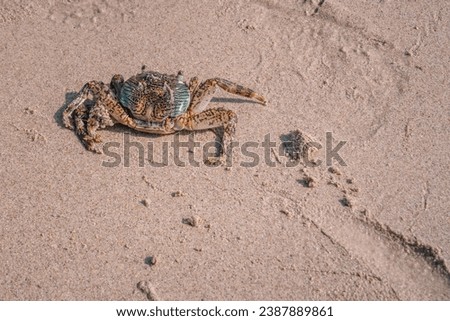 Close up photo of sand beach crab, wet and dirty, covered by wet sand