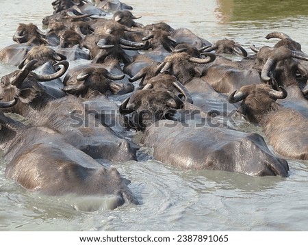 
Photo of buffalo swimming in the lake                            