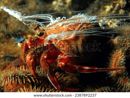 close up of a hermit crab and its cloak anemone which have a symbiotic relationship. Anemone ejects white strands of stinging threads as protection and defence