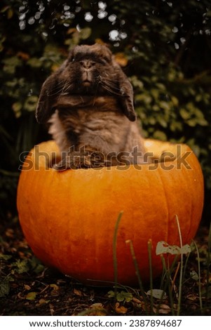 Brown rabbit looking out of a pumpkin