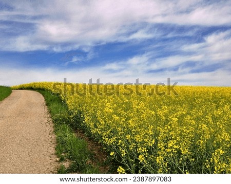 Landscape of a field of yellow rape or canola flowers, grown for the rapeseed oil crop. Field of yellow flowers with blue sky and white clouds. Blossoming rapeseed field with beautiful sky in spring