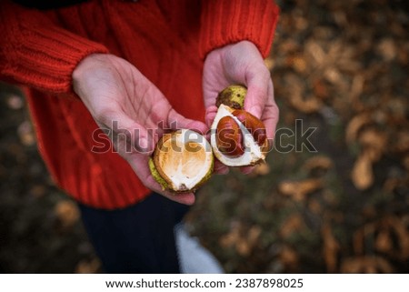 A chestnut in the palms. Autumn picture. Outdoors.
