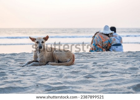 stray sad red dog lies on sand beach near the ocean or sea