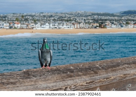 A pigeon sits on a pier with a coastal skyline in the background.