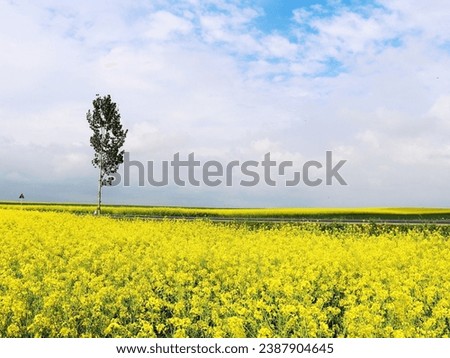 Landscape of a field of yellow rape or canola flowers, grown for the rapeseed oil crop. Field of yellow flowers with blue sky and white clouds. Blossoming rapeseed field with beautiful sky in spring