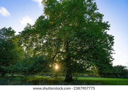 An ancient London plane tree (Platanus x Acerifolia) at sunset in an extensive and handsome park in Wraysbury (Berkshire - England) Royalty-Free Stock Photo #2387907775