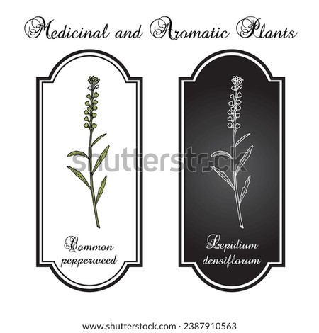 Common pepperweed (Lepidium densiflorum), edible and medicinal plant. Hand drawn botanical vector illustration Royalty-Free Stock Photo #2387910563