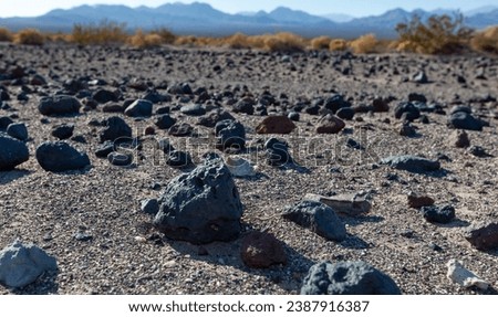 Desert vegetation, USA, California, Death Valley National Park 