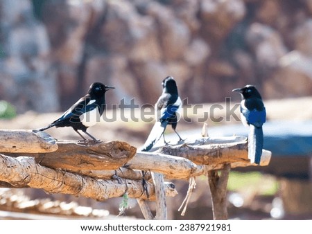 three Maghreb Magpie (Pica mauritanica) standing on a big stick 