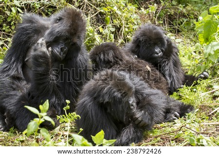 gorilla group in the rain forest of Biwindi Impenetrable National Park, Uganda. . Royalty-Free Stock Photo #238792426