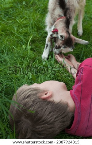Kid of goat and a boy. The child playing with the goat. Green summer garden. 