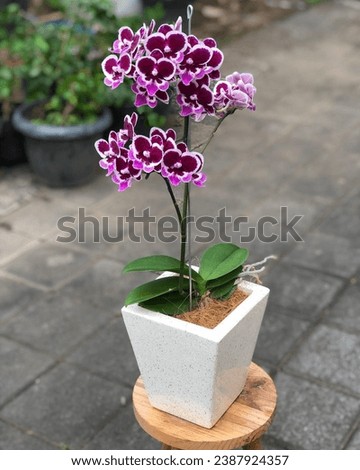 The term "moon orchid" is often associated with the species Phalaenopsis amabilis. This orchid is sometimes referred to as the Moon Orchid in various regions