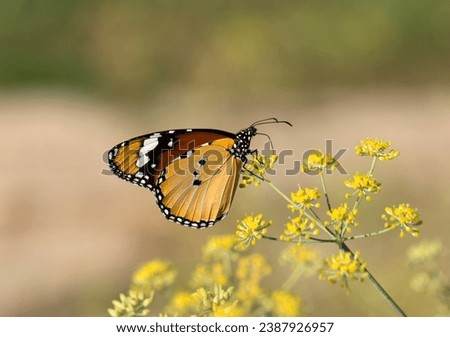 A female African Queen (Danaus chrysippus) butterfly suckling nectar on a fennel flower in the autumn