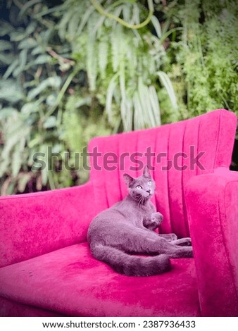Beautiful black cat with mesmerizing green eyes lying on a red sofa with green natural background. A beautiful contrast. 