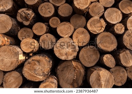 Lumber wood. Sawn cut trees, logs close up background texture. Firewood, deforestation, forest destruction Royalty-Free Stock Photo #2387936487