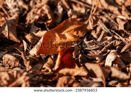 Dry leaves on a sun light in a garden, close up, macro photography