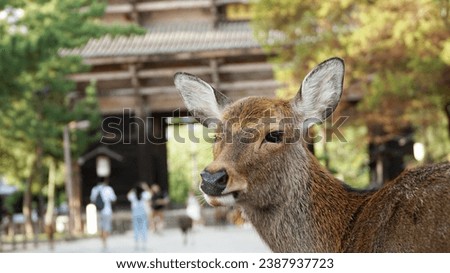 Deer of Nara Park, Japan