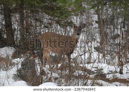 Whitetail deer (Odocoileus virginianus) or Virginia Deer in wooded area in early winter 