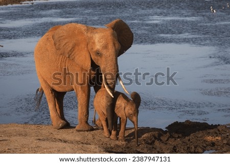 Momma and Baby Elephant in Maasai Mara National Game Park, Kenya