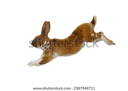 brown rabbit jump isolated on a white background