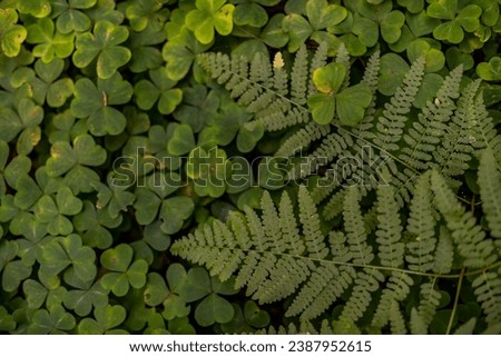 Tropical Leaf and Clover Mystic Vibe Wallpaper Desktop iPhone Lush