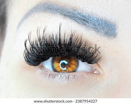 Close up of eye with eyelash extensions ,beauty salon treatment ,2d volume, 3d volume, classical lashes,Russian volume,megavolume, new set. Royalty-Free Stock Photo #2387954227