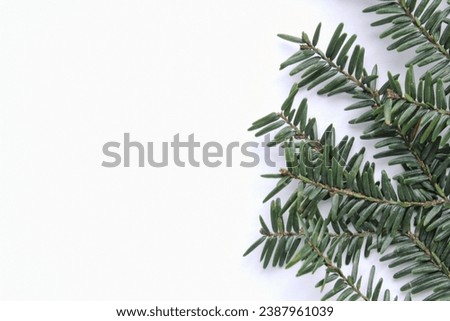 Green spruce branch on white background with copy space. Christmas tree decoration. New year, winter holiday card. Fir, pine twig. Nature minimal concept