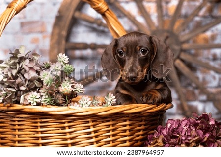 Dog dachshund brown-tan colors, dog portrait Royalty-Free Stock Photo #2387964957