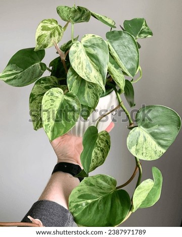 I love this variegated Heart Leaf. I recently upsized its pot as it had quickly outgrown the previous one with roots growing through each drainage hole Royalty-Free Stock Photo #2387971789