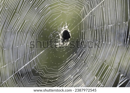 Orbweaver Spider Spinning Web Spiderweb in a Garden with a Green Background in Fall Royalty-Free Stock Photo #2387972545