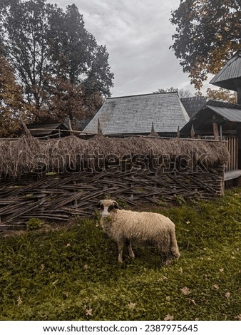 A cute sheep caught in the act... eating grass, with a lot of green and brown and gray in the background because of autumn