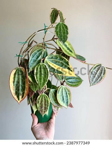 Hoya Macrophylla Latifolia Albomarginata is one of my most dramatic Hoyas. Of its growing new leaves and I’m a day late with watering, Royalty-Free Stock Photo #2387977349