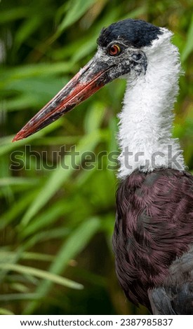 The Asian Woolly-Necked Stork or Asian Woollyneck (Ciconia episcopus).