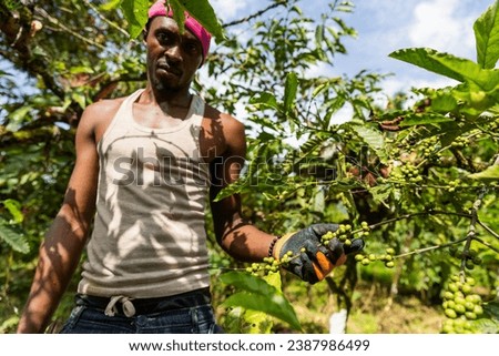 A farmer collects coffee drupes, agricultural work in the African fields Royalty-Free Stock Photo #2387986499