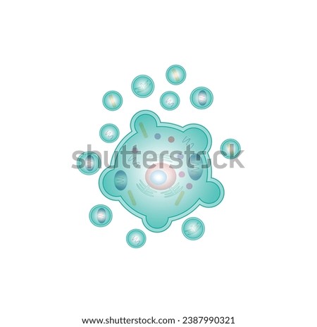 Apoptosis. Programmed cell death. Aging process in cells. Stages of apoptosis, normal cell, shrinkage, membrane blebbing, cell breaks into apoptotic bodies and phagocytosis. vector illustration. Royalty-Free Stock Photo #2387990321
