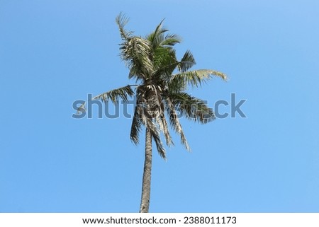 One coconut tree is in the backyard