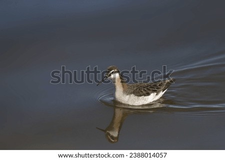 Wilson's Phalarope (male) (phalaropus tricolor) swimming in a pond