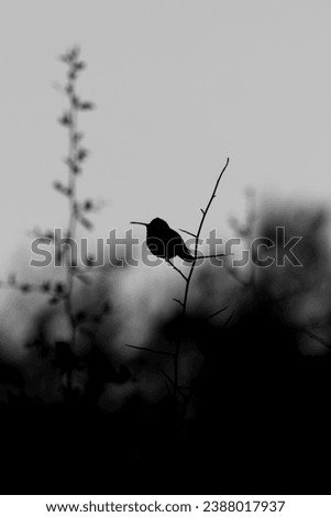 Black and White Photo of a Hummingbird Perched on a Stem at Dusk