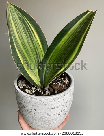 Snake plant, also called mother-in-law's tongue, is a popular and hardy houseplant with stiff, sword-like leaves. 