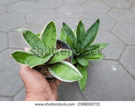 MyRealHoliday : A small green mother-in-law's tongue plant in a black pot on the paving floor